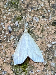 Hypenomorpha calamina