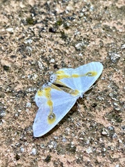 Macrocilix mysticata