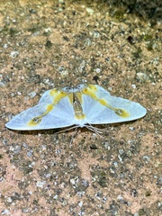 Macrocilix mysticata