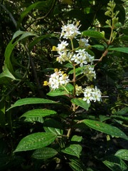 Miconia crocea