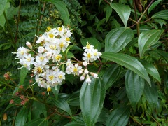 Miconia crocea