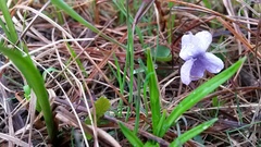 Viola epipsiloides