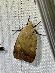 Sineugraphe oceanica