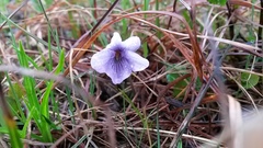 Viola epipsiloides