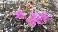 Rhododendron lapponicum