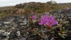 Rhododendron lapponicum