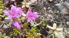 Rhododendron lapponicum