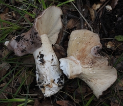 Lactarius argillaceifolius megacarpus