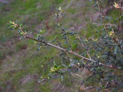 Ceanothus parryi