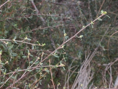 Ceanothus parryi