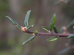 Ceanothus parryi