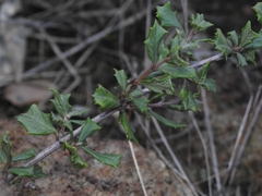 Ceanothus sonomensis