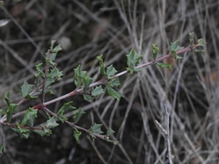 Ceanothus sonomensis