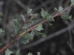 Ceanothus sonomensis
