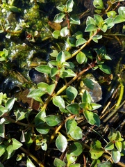 Ludwigia repens