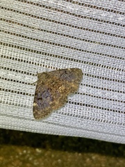 Diomea cremata