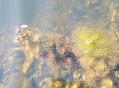 Ludwigia repens