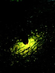 Nipponoluciola cruciata