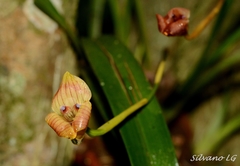 Maxillaria egertoniana