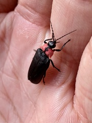 Nipponoluciola cruciata