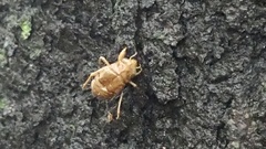 Graptopsaltria nigrofuscata