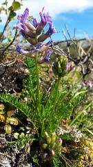 Oxytropis borealis viscida