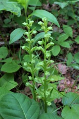 Dactylorhiza viridis virescens