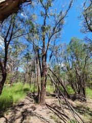 Allocasuarina inophloia