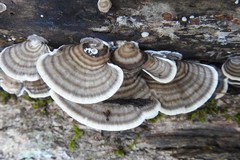 Trametes menziesii