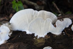 Trametes menziesii