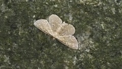Synegia hadassa