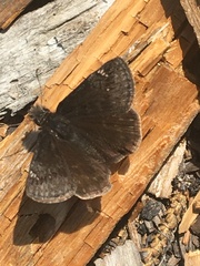 Erynnis persius borealis