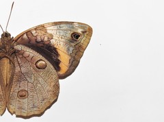 Opsiphanes cassina chiriquensis