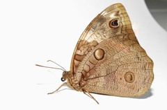 Opsiphanes cassina chiriquensis