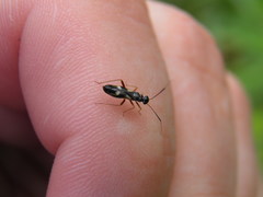 Globiceps flavomaculatus