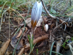 Crocus tauricus