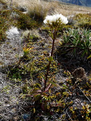 Gentianella corymbifera gracilis