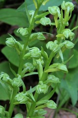 Dactylorhiza viridis virescens