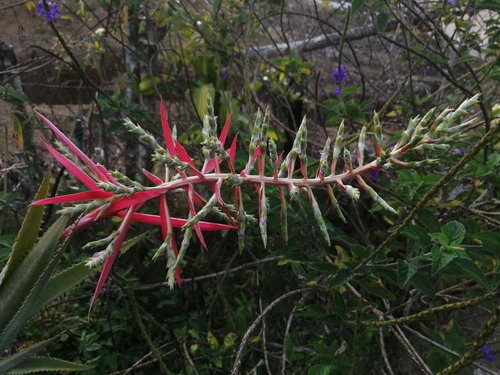 Aechmea pittieri