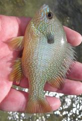 Lepomis aquilensis