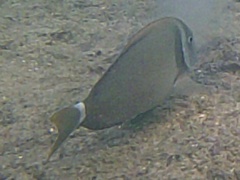 Acanthurus leucopareius