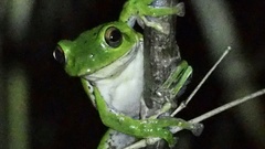Zhangixalus arboreus