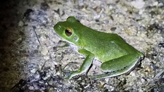 Zhangixalus arboreus