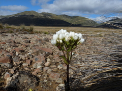 Gentianella corymbifera gracilis