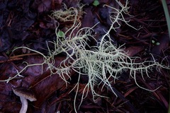 Usnea fragilescens