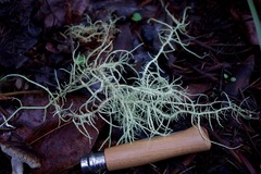 Usnea fragilescens