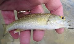 Micropterus treculii