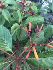 Tetragonula hockingsi