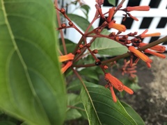 Tetragonula hockingsi