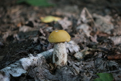 Leccinum luteum